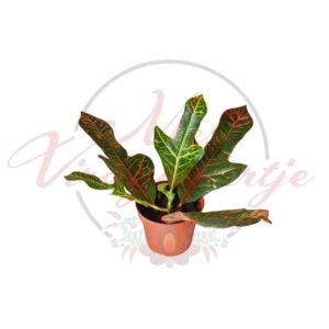 Codiaeum variegatum kroton színes levelű szobanövény