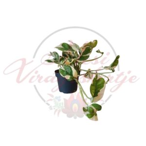 Tarka levelű Epipremnum aureum szobai futóka cserépben