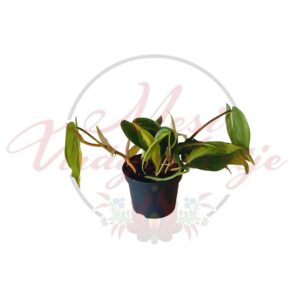 Epipremnum aureum Global Green szobai futóka cserépben