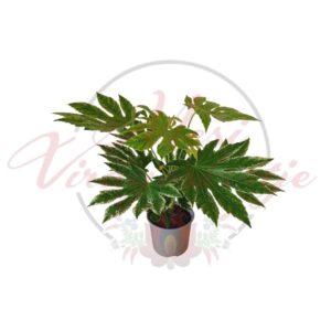 Fatsia japonica Spider japán arália tarka levelű szobanövény