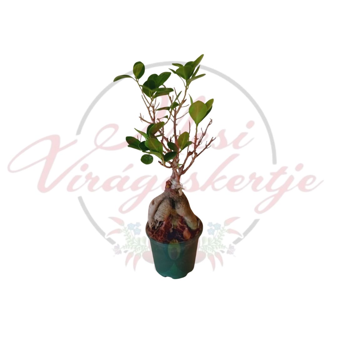 Ficus Ginseng bonsai jellegű ginseng fikusz cserépben