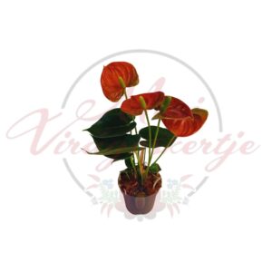 Flamingóvirág Anthurium nagy fényes levelekkel és piros fellevelekkel cserépben