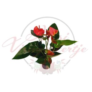 Piros flamingóvirág Anthurium fényes levelekkel műanyag cserépben