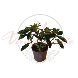 Gardenia jasminoides gardénia fényes zöld levelekkel cserépben