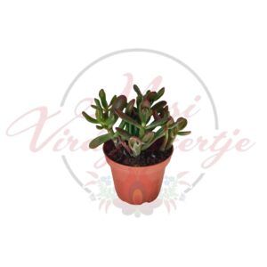 Pozsgafa – Crassula ovata kis cserépben, egészséges zöld levelekkel