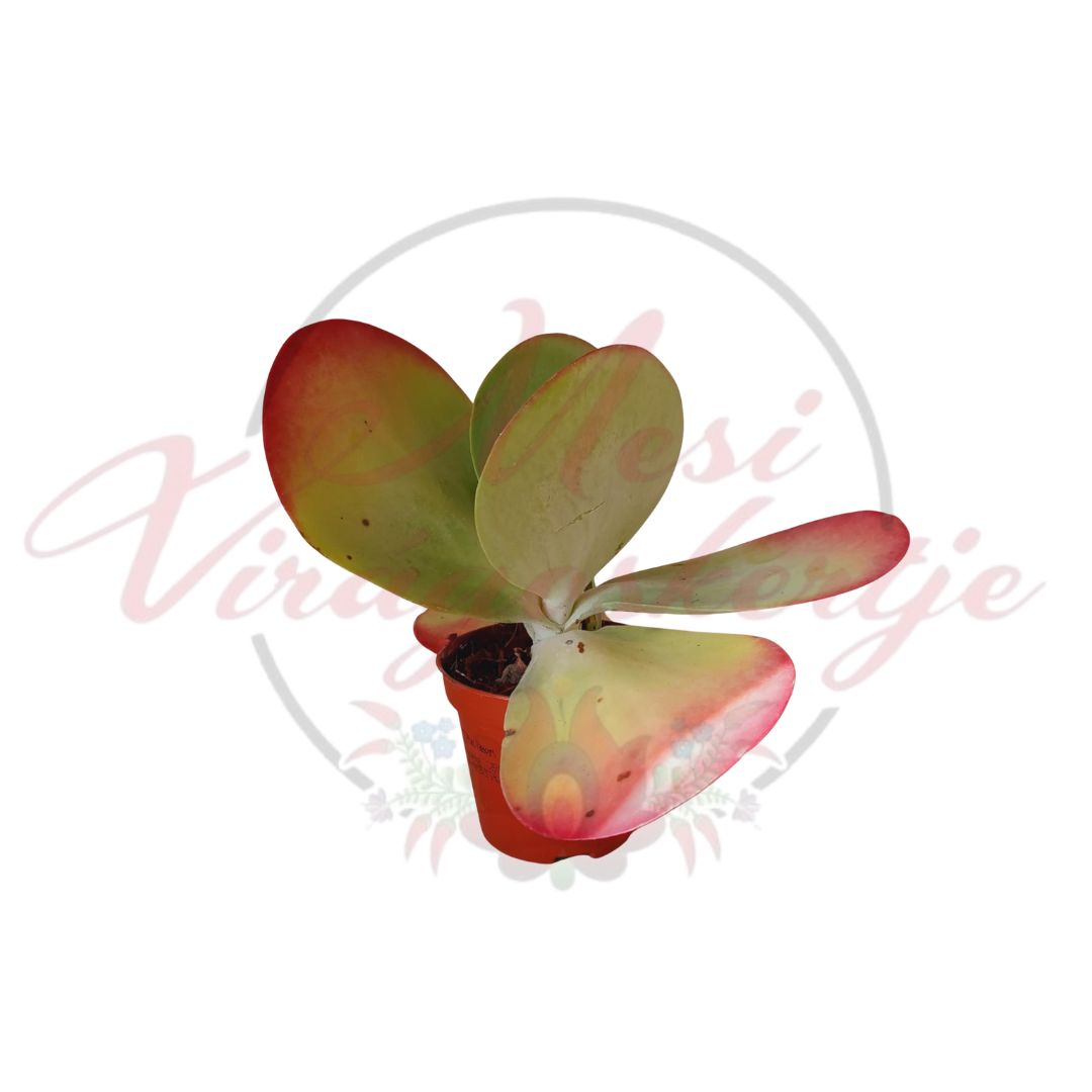 Kalanchoe thyrsiflora – lapátlevelű pozsgás cserépben