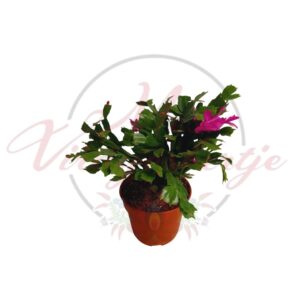 Rózsaszín virágú karácsonyi kaktusz terrakotta cserépben