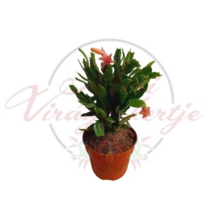 Narancsszínű virágú karácsonyi kaktusz terrakotta cserépben