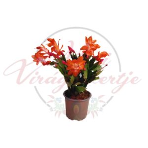 Narancsszínű karácsonyi kaktusz (Schlumbergera truncata) cserepes növény