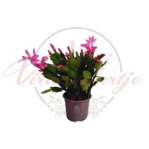 Pink karácsonyi kaktusz (Schlumbergera truncata) cserepes növény
