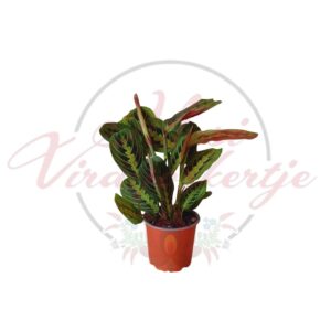 Maranta (Maranta leuconeura) nyílgyökér cserepes növény