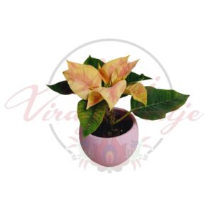 Barack árnyalatú mikulásvirág (Euphorbia pulcherrima) kaspóban