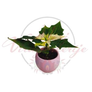 Fehér mikulásvirág (Euphorbia pulcherrima) kaspóban