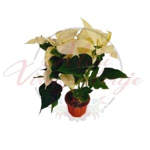 Krém színű mikulásvirág (Euphorbia pulcherrima) cserepes növény