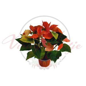 Narancsos-piros mikulásvirág (Euphorbia pulcherrima) cserepes növény