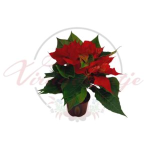 Piros mikulásvirág (Euphorbia pulcherrima) cserepes növény