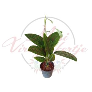 Monstera Peru (Monstera karstenianum) cserepes növény mintázott levelekkel