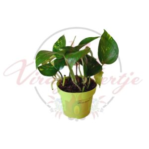 Zöld levelű Epipremnum aureum szobai futóka cserépben