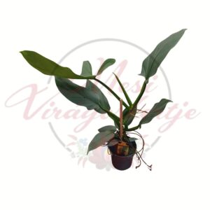 Kúszó zöld levelű filodendron támasztékkal cserépben