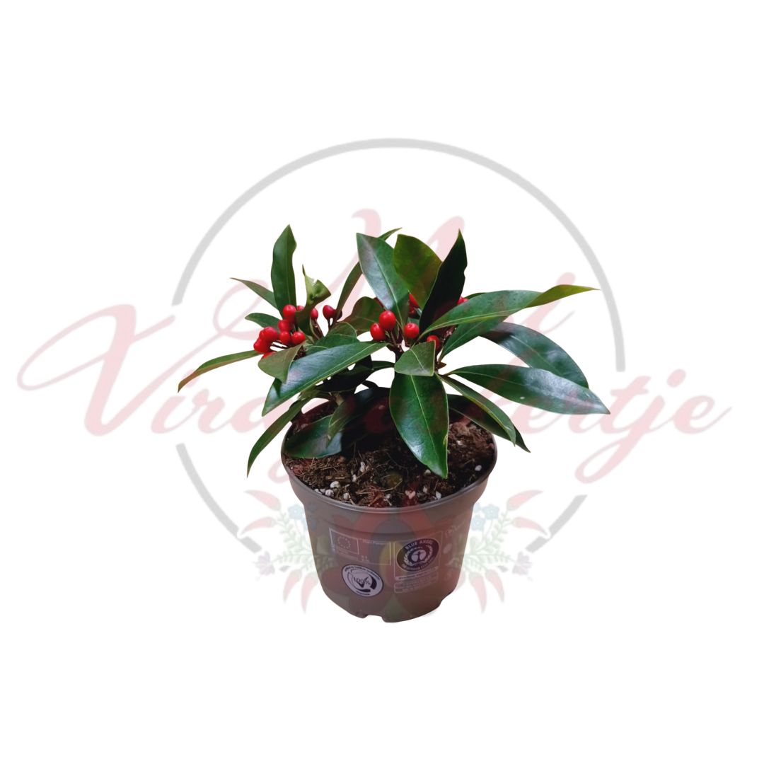 Skimmia - Skimmia japonica - Image 2