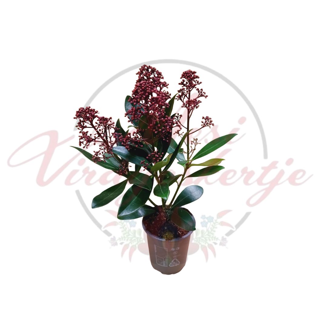 Skimmia - Skimmia japonica - Image 3