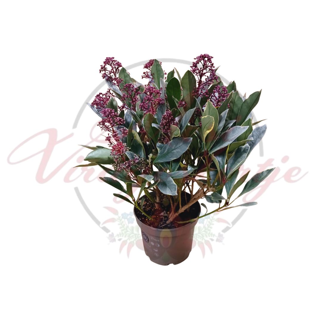Skimmia japonica – nagy méretű skimmia örökzöld cserje