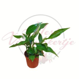 Vitorlavirág zöld levelű szobanövény Spathiphyllum cserépben