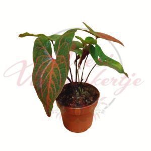 Cyrtosperma johnstonii trópusi dísznövény pirosas erezetű levelekkel