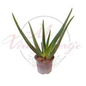 Aloe vera szobanövény cserépben, húsos zöld levelekkel, világos háttéren