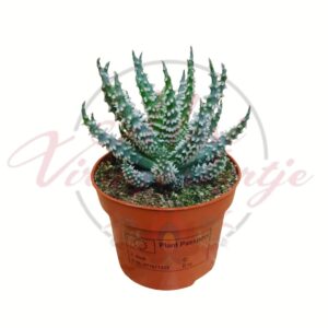 Tüskés törpe aloé Aloe humilis kékeszöld tüskés levelekkel cserépben
