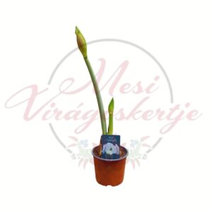 Amarilisz – Hippeastrum hagymás dísznövény bimbós állapotban cserépben