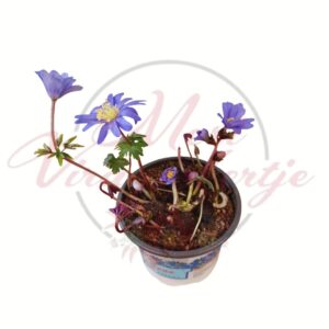 Tavaszi szellőrózsa – Anemone blanda virágzó növény cserépben, kék virágokkal