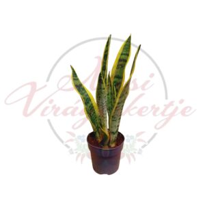 Anyósnyelv hosszú, sárga szélű zöld levelekkel cserépben