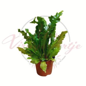 Asplenium dús levelű páfrány szobanövény cserépben