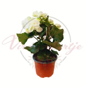 Fehér virágú Elatior begónia cserépben, dús virágzással