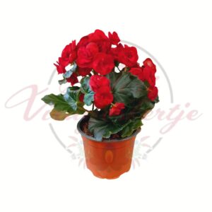 Piros virágú Elatior begónia szobanövény cserépben