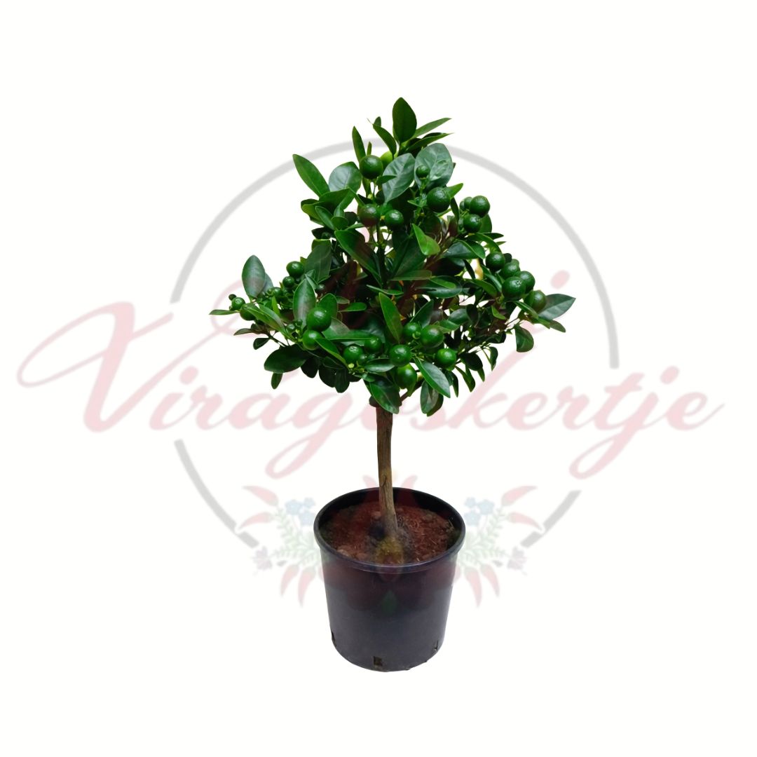 Calamondino citrusfa zöld termésekkel cserépben