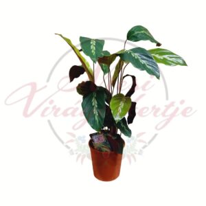 Kalatea ‘Maui Queen’ – Calathea louisae mintás levelű szobanövény cserépben