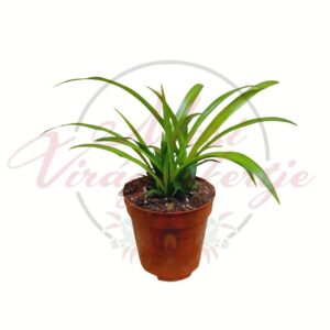 Csokrosinda – Chlorophytum zöld levelű szobanövény cserépben