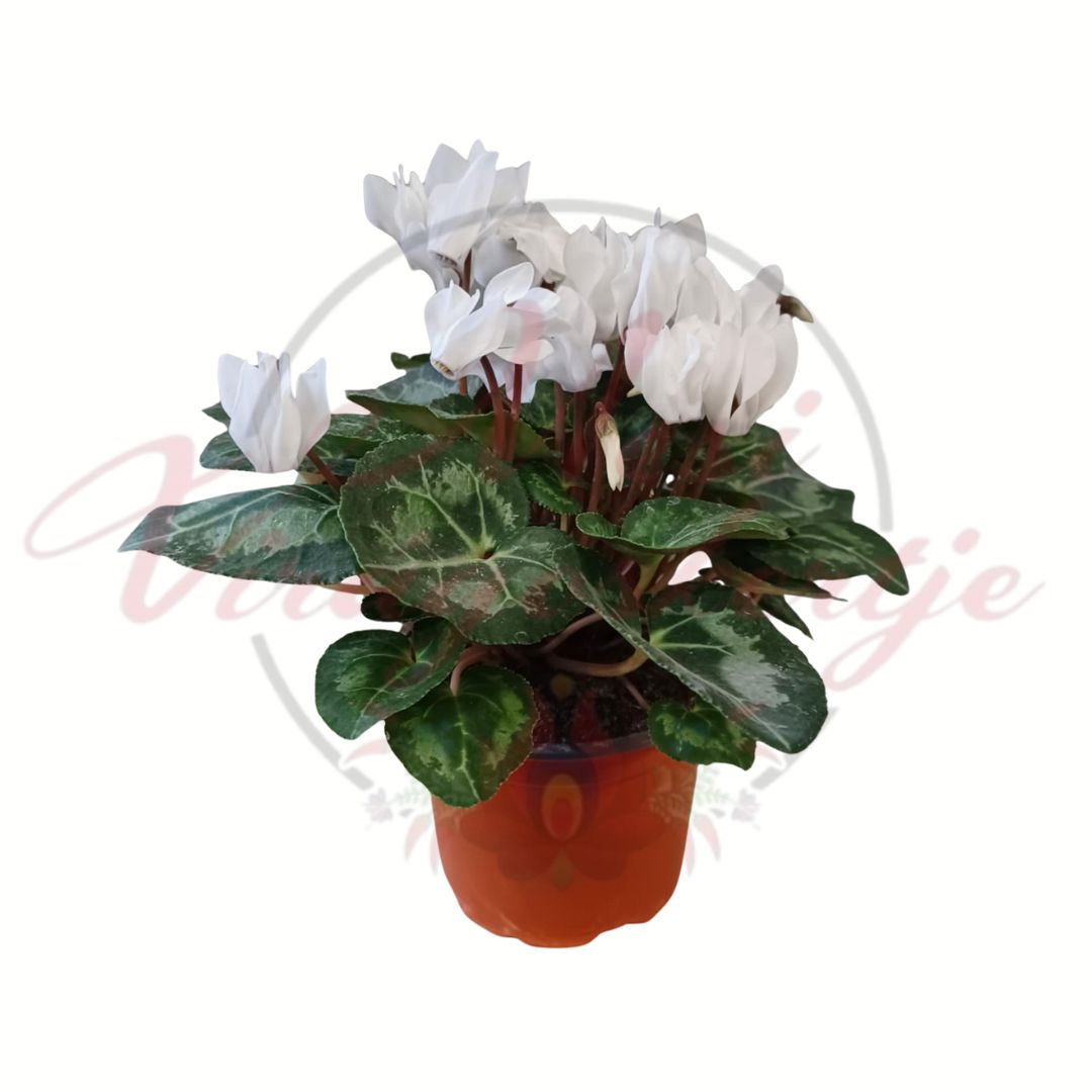 Fehér szobai ciklámen cserépben, márványozott levelekkel