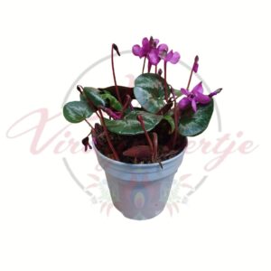 Szobai ciklámen – Cyclamen coum virágzó szobanövény cserépben