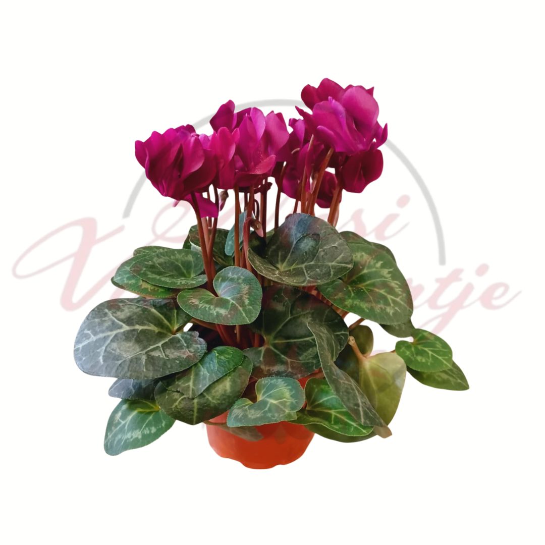 Lila szobai ciklámen virágzó növény cserépben