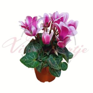 Mini ciklámen cserepes virág