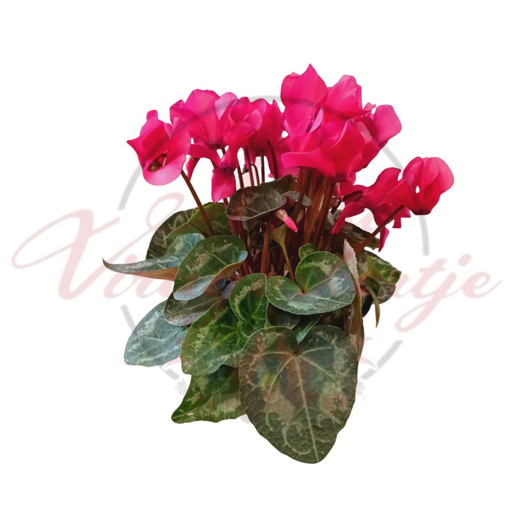 Pink szobai ciklámen cserépben, élénk virágokkal