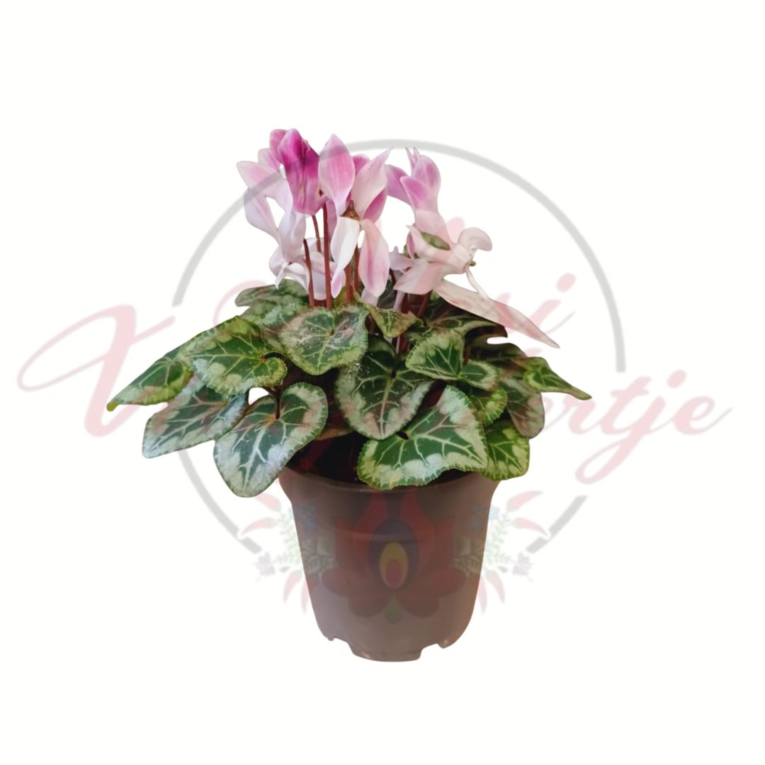 Rózsaszín szobai ciklámen dísznövény cserépben