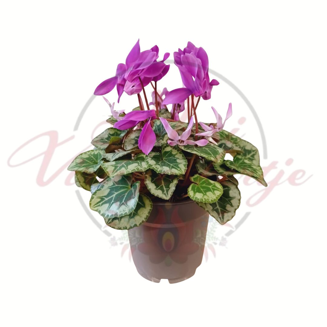 Világoslila szobai ciklámen cserépben, mintás levelekkel