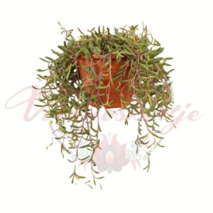 Rubin nyaklánc csüngő szobanövény cserépben, húsos zöld levelekkel