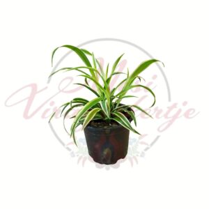 Csokrosinda Chlorophytum comosum tarka levelű szobanövény cserépben