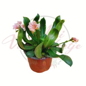 Dohánygyökér – Lewisia cotyledon színes virágú évelő növény cserépben