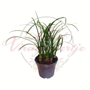 Elefánttalp – Beaucarnea recurvata mini szobanövény több töves cserépben